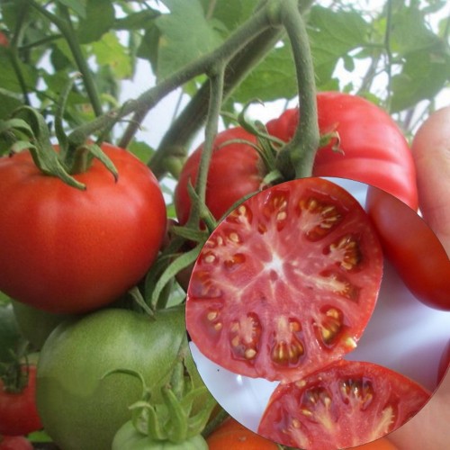 Solanum lycopersicum 'Altai Sedevr' - Harilik tomat 'Altai Sedevr' P9/0,55L